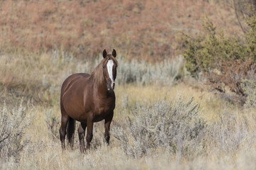 Wild Mustang at Theodore Roosevelt National Park in North Dakota, USA