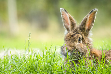 Rabbit in the spring hiding