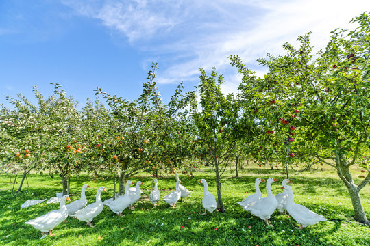 Geese under apple trees in a rural environment