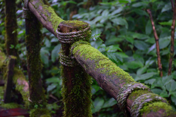 moss