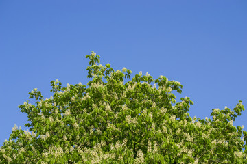 Blühender Kastanienbaum