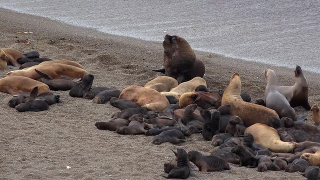 Patagonian sea lion male (Otaria flavescens) with harem and pups. Valdes peninsula, Chubut, Argentina