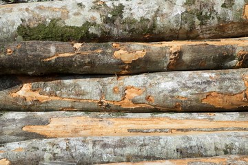 Deforestation concept view