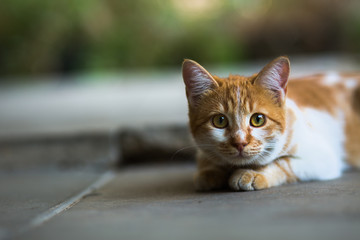 Little orange kitten outdoors.