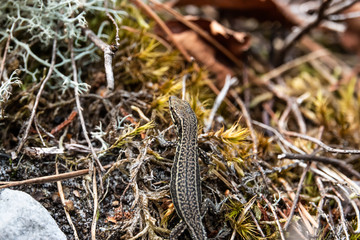 Common Wall Lizard in Moss