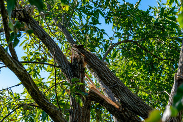 台風の風の風圧で折れた木