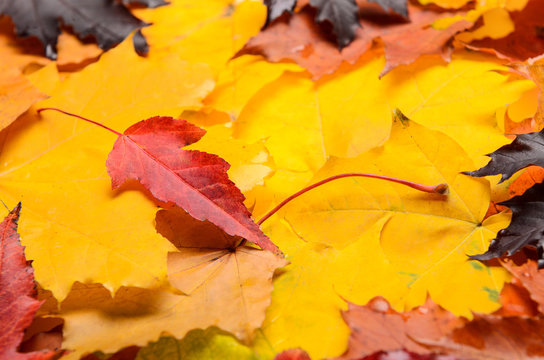 A bunch of red, yellow and purple autumn leaves. Bright nature. Color background for autumn posters