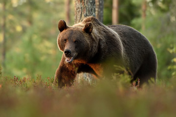 Obraz na płótnie Canvas Brown bear walking in forest scenery