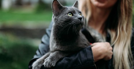 British gray cat with green eyes in the hands of a girl.