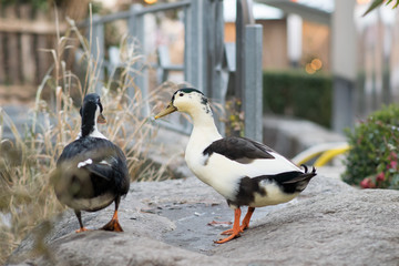 birds in Italy