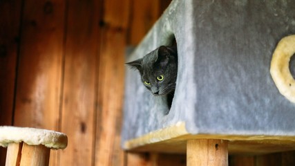 Purebred British gray cat at home.