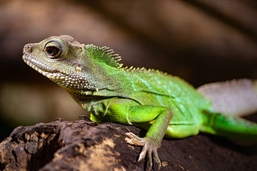 Green iguana on a branch