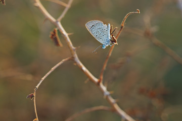 Small Mazarine blue butterfly macro.