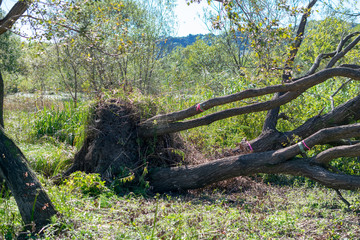 Fototapeta premium 台風で根元から倒れた遊水地の木