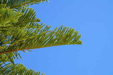 Branch of a pine tree with blue sky