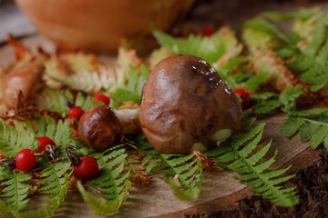 Fresh mushrooms from the forest on a wooden background close-up.