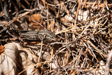 Common Wall Lizard on the Ground
