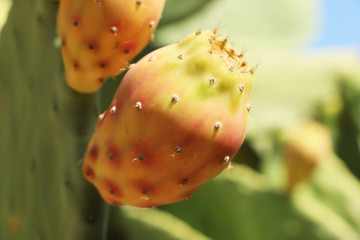 Organic  food