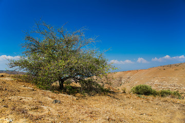 Lonely tree in the desert.