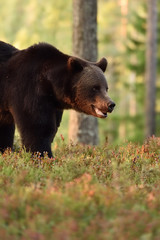 Obraz na płótnie Canvas Side view of a brown bear in forest scenery