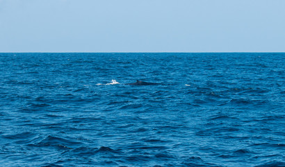 Blue Whale Sri Lanka
