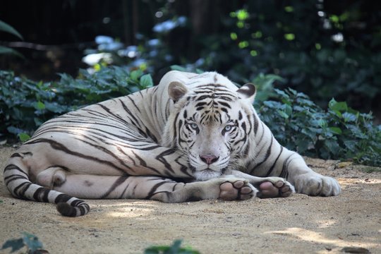 white tiger