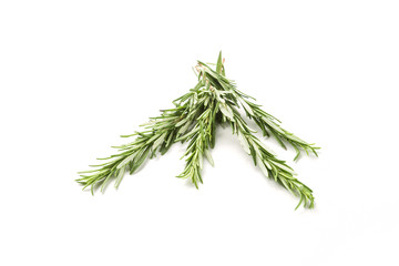 A branch of rosemary isolated on white background