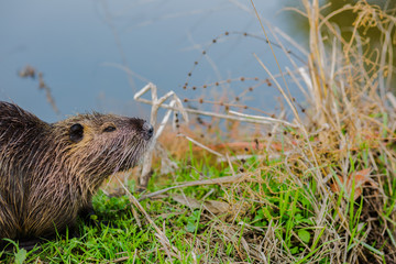 Coypu (nutria) on the grass background