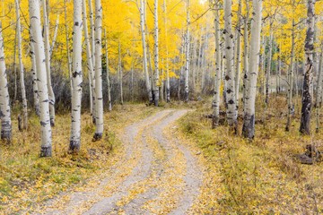 Dirt road through aspen trees in Colorado - fall - 226773750