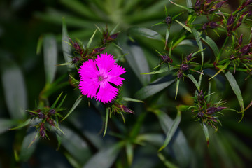pink flower