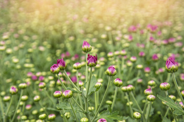 Obraz na płótnie Canvas Beautiful chrysanthemum flower in garden