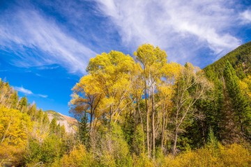 Fototapeta premium Aspen trees on a beautiful sunny day in Colorado