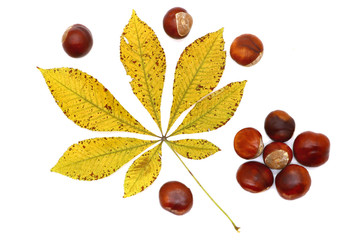 ripe chestnut and leaves close up, isolated