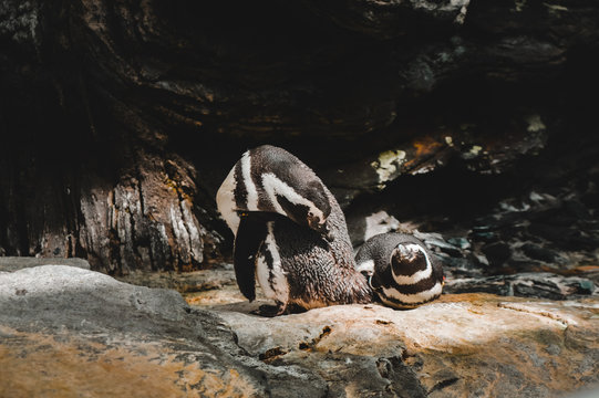 Cute Pinguim