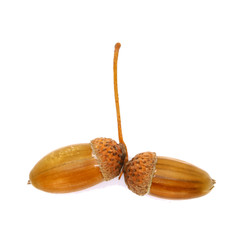 ripe acorns close up, isolated