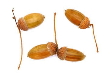 ripe acorns close up, isolated
