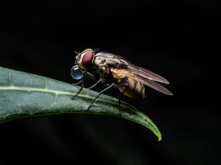 the Fly in black