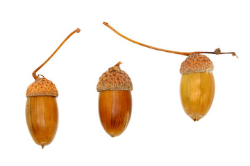 ripe acorns close up, isolated