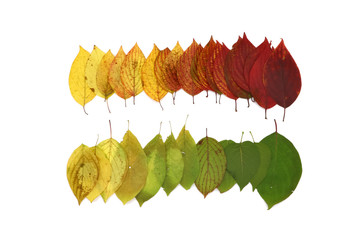 color palette from autumn leaves, isolated