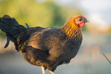 Domestic chicken outside, background.