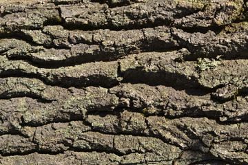 texture of bark of an old tree