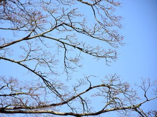 tree in the sky