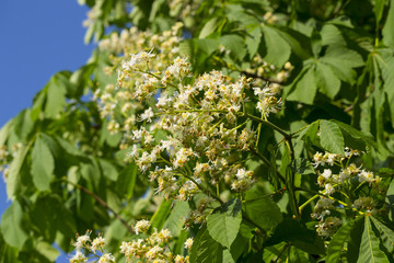 Blühender Kastanienbaum