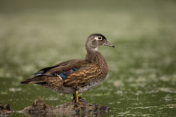 Wood Duck female taken in southern MN in the wild
