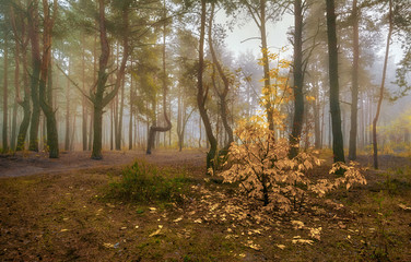 Naklejka premium walk in the autumn forest. autumn colors. autumn fogs. melancholy.