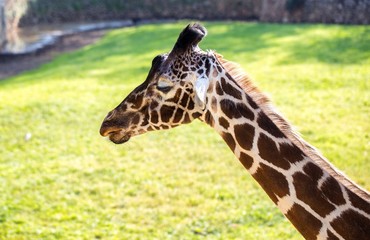 Giraffe outside background.