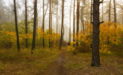 walk in the autumn forest. autumn colors. autumn fogs. melancholy.