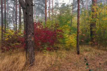 Obraz premium walk in the autumn forest. autumn colors. autumn fogs. melancholy.