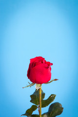 Fresh red rose with blue background