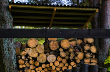 pile of logs in forest